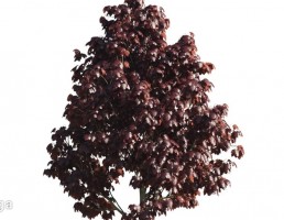 درخت بلوط