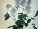 هفت شاخه گل رز