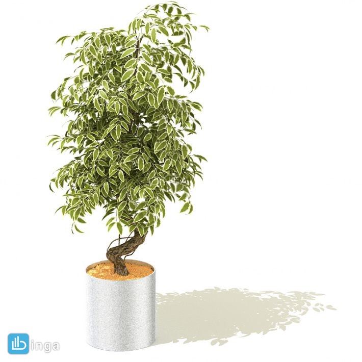 گلدان + گل های طبیعی