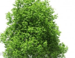 درخت انبه