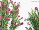 بوته گیاهان گلدار