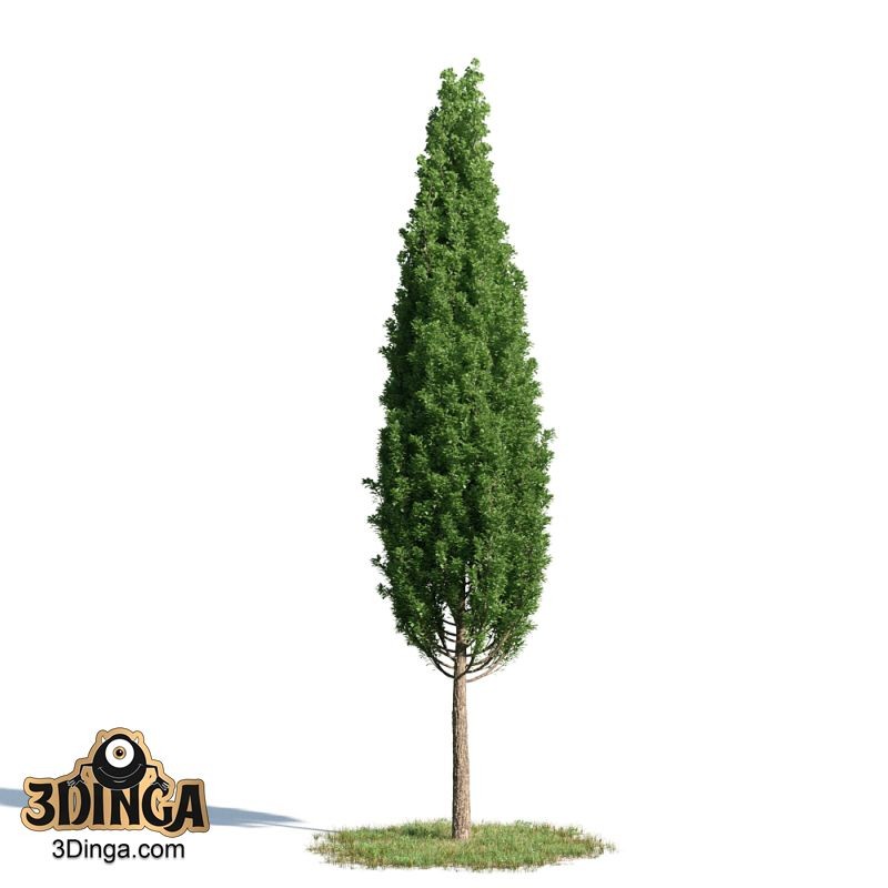 درخت Quercus robur