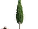 درخت Quercus robur