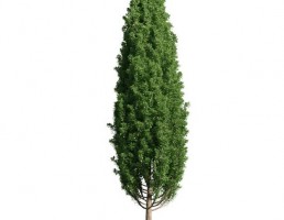 درخت Quercus robur