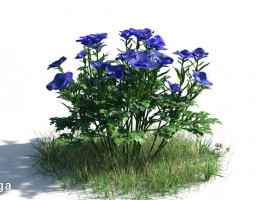 گیاهان باغی