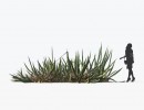 کاکتوس مناطق بیابانی