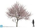 درخت در فصل بهار