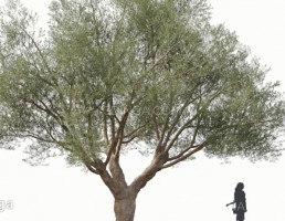 درخت زیتون