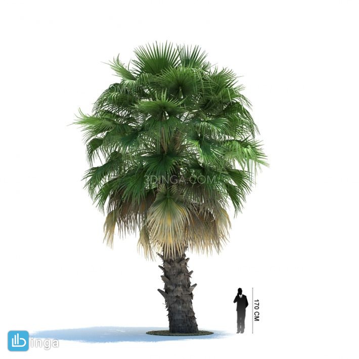 درخت نخل مناطق گرمسیری