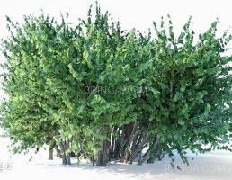مدل سه بعدی گیاه بوش