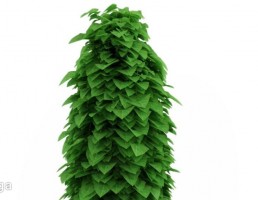 گیاهان باغی
