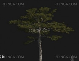 درخت Pinus tabuliformis