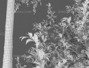 درخت گیلاس + شکوفه