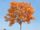 درخت Fraxinus