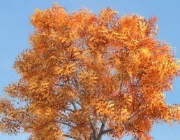 درخت Fraxinus