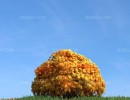 درختچه در فصل پاییز