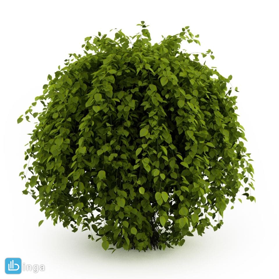 گیاهان باغی