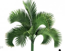 درخت نخل مناطق گرمسیری