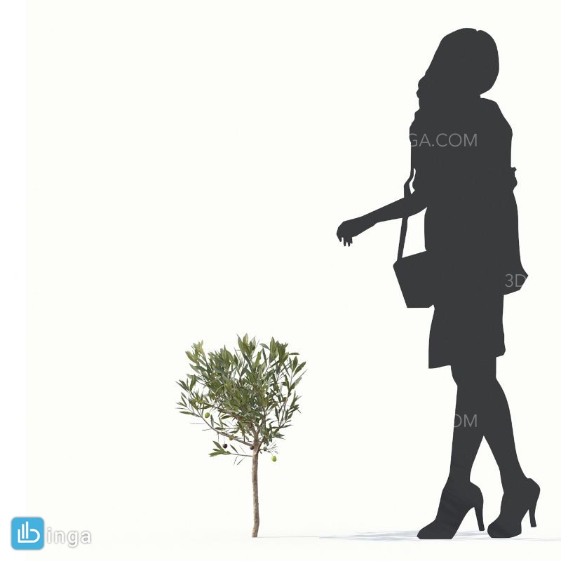درخت زیتون