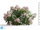گل های باغی