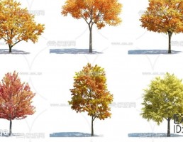 مجموعه درختان پاییزی