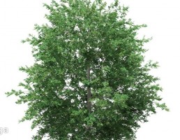 درخت بلوط