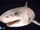 کوسه Megalodon