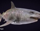 کوسه Megalodon