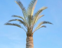 درخت _Jubaea_chilensis