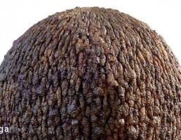 تکسچر پوست موجودات قهوه ای