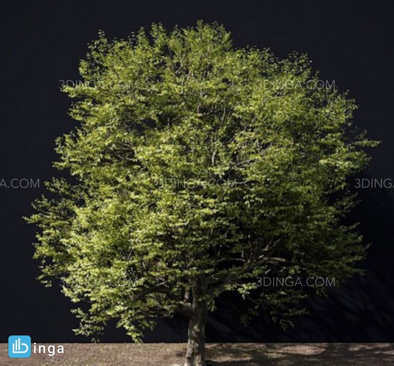 درختی به رنگ سبز و پاییزی