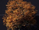 درختی به رنگ سبز و پاییزی