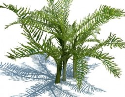 گیاه شاه ونوس