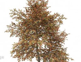 درخت پاییزی