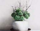 آبجکت گلدان گیاه بونسای Hydrangea Vase