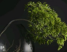 گل و گیاهان بونسای