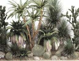 مجموعه‌ای از گیاهان بیابانی