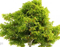 درختچه باغی بهاری