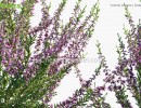 بوته گیاهان گلدار