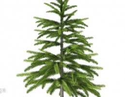 درخت کاج