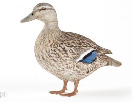 مدل سه بعدی اردک ماده