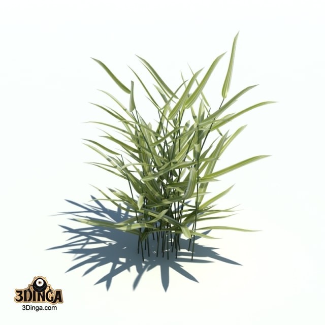 گیاه فالاریس