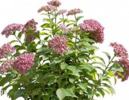 گل های باغی