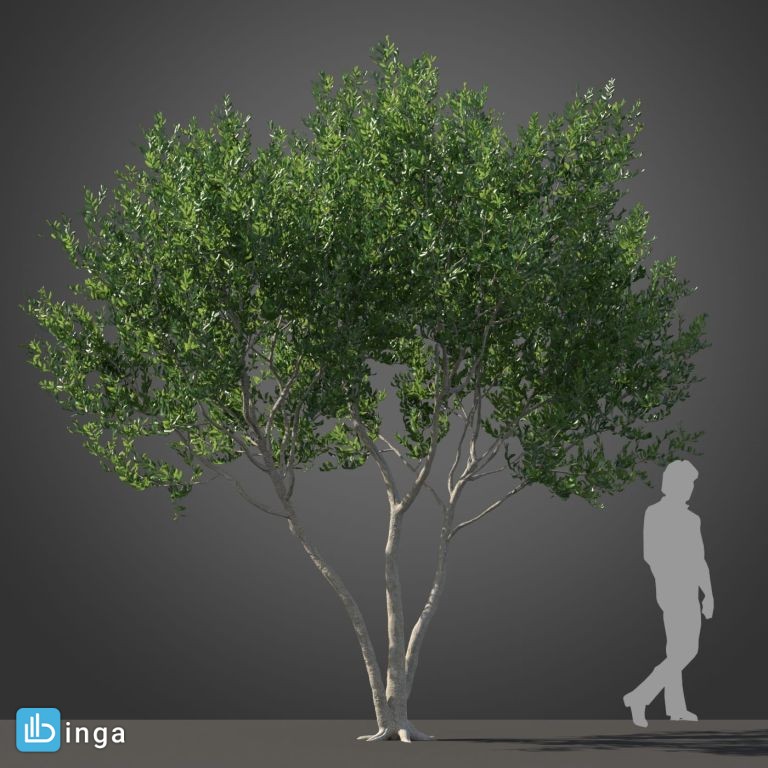 درخت نیمه گرمسیری