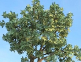 درخت Salix_fragilis