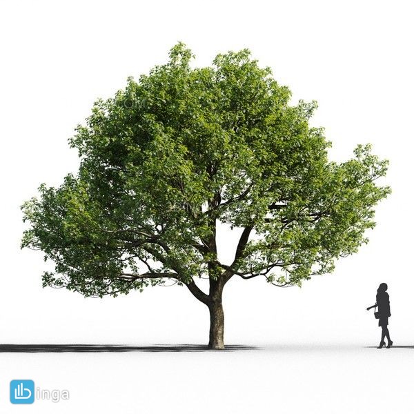 انواع درختان باغی