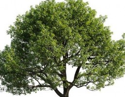 انواع درختان باغی