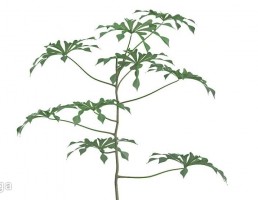 گلدان + گیاهان خانگی