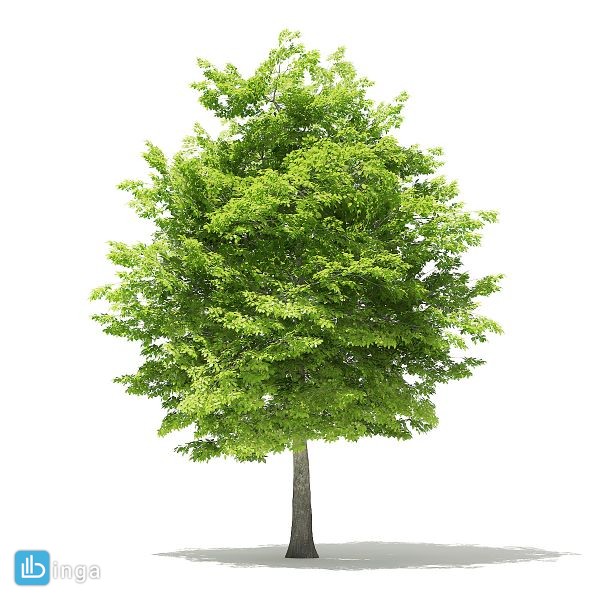 درخت راش آمریکایی