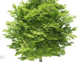 درخت راش آمریکایی